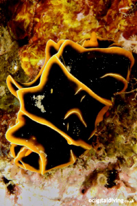 Nudibranch (Reticulidia halgerda) by David Henshaw 